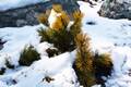 Pinus mugo Wintergold IMG_8575 Sosna kosodrzewina